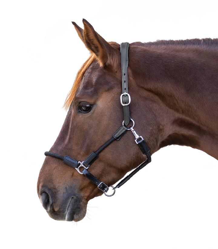 KANTRIE Halfter Ranger